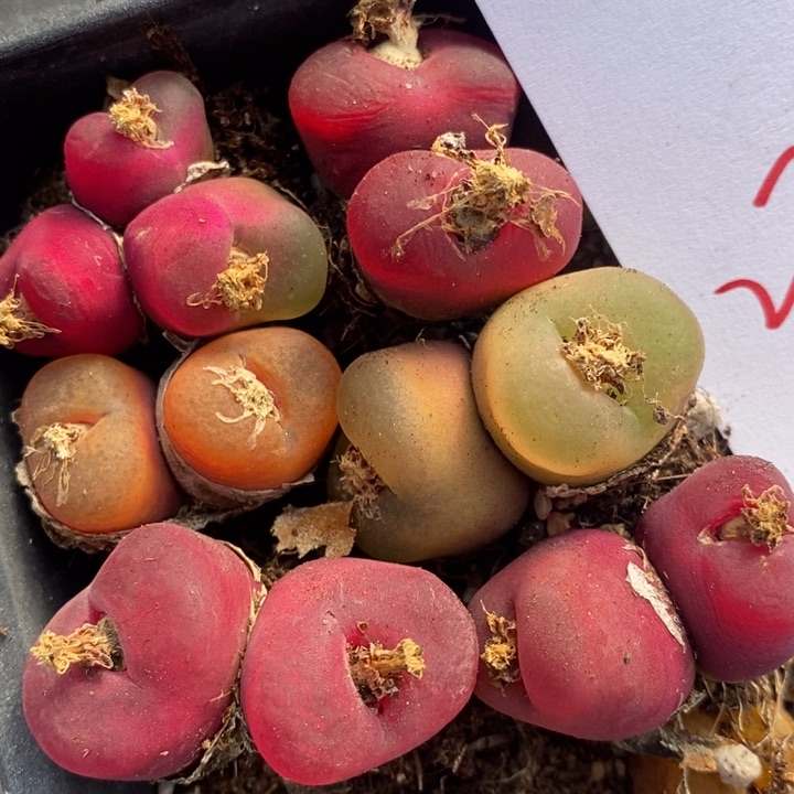 2783一组一组一组