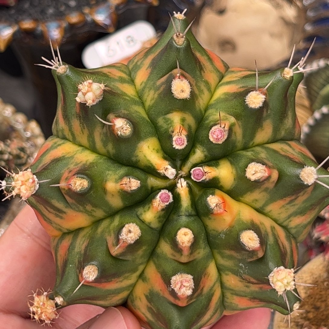 米哈肋骨仙人球09