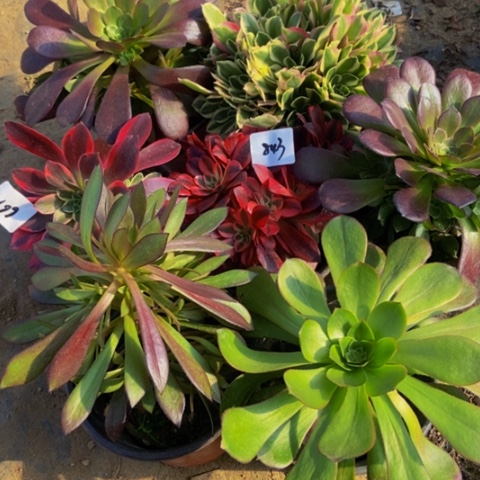 七科多肉植物一物一拍661多肉