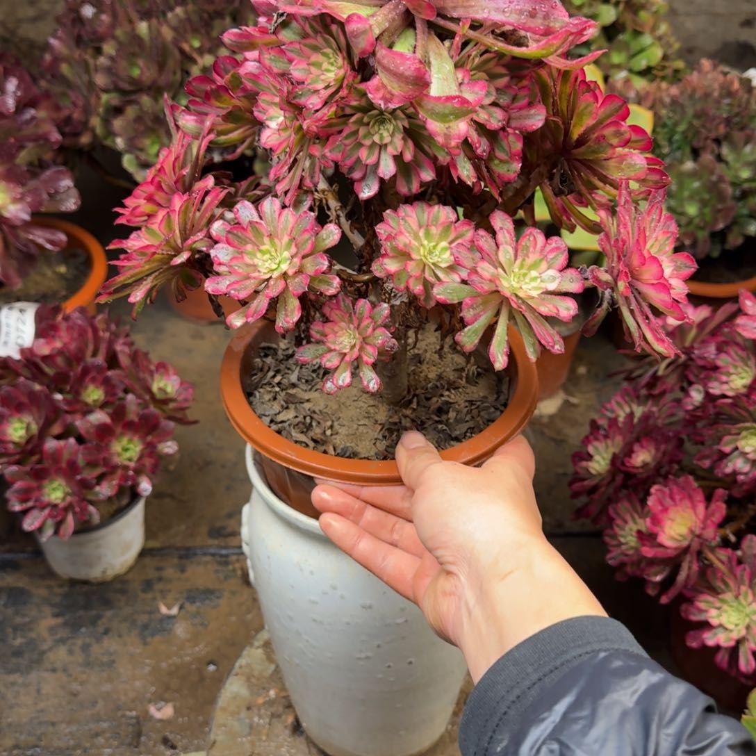 849红白法师多肉