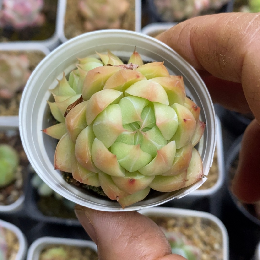 精品多肉一物一拍不包整182
