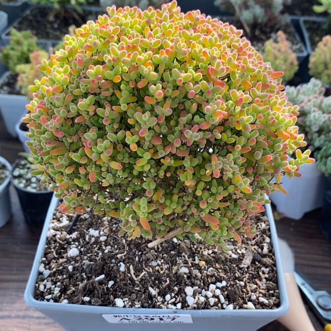 H***t蜜橘糖球2917枝干番杏