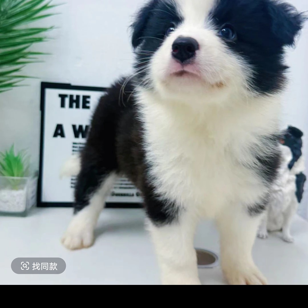 温顺聪明宠物友好的黑白色边境牧羊犬幼犬售卖