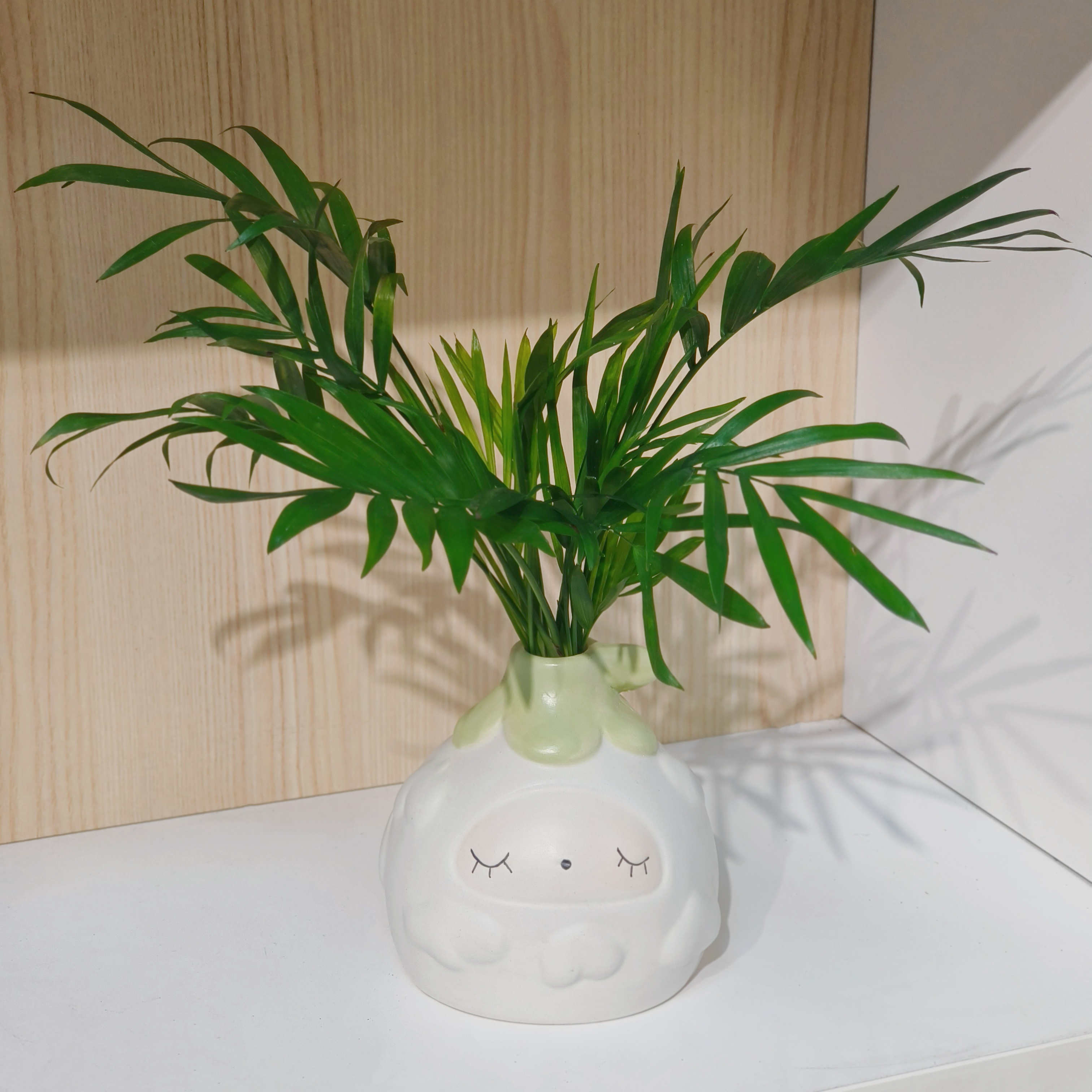 水培袖珍椰子创意种子发芽精致陶瓷盆盆栽成品网红绿植简单易打理