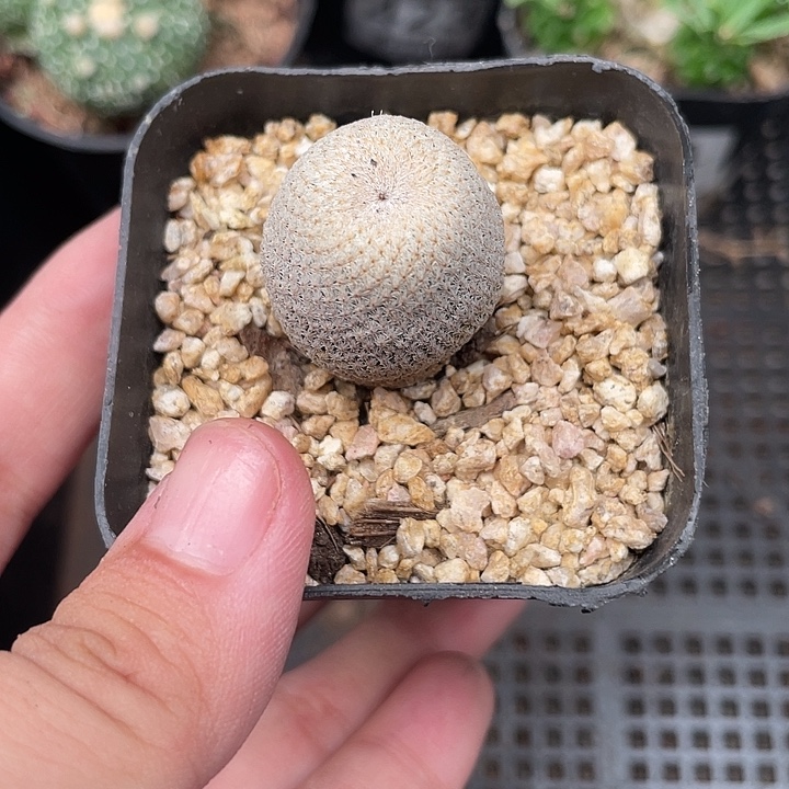 427仙人球开花植物