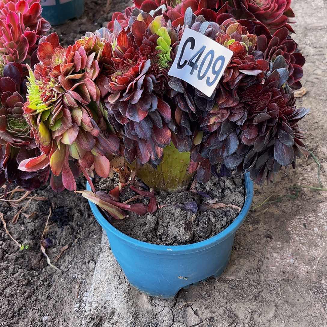 花月夜16//-15包邮