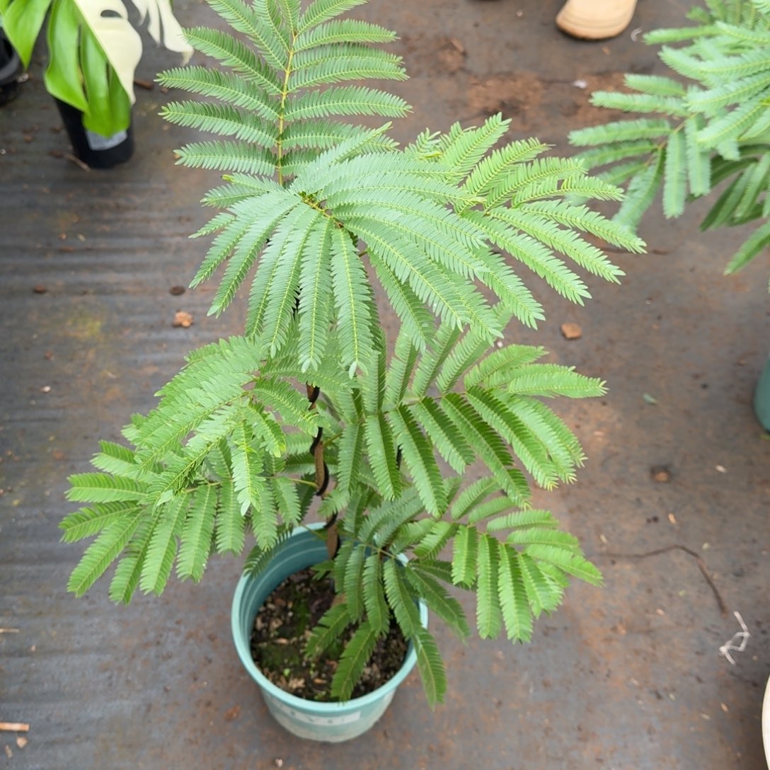 无花朵密叶猴耳环