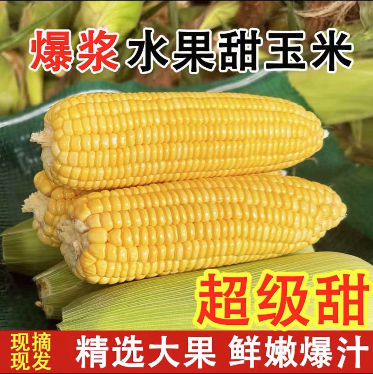（今日爆款）新鲜云南水果玉米鲜嫩黏甜可炒菜炖汤老少皆宜产地批发
