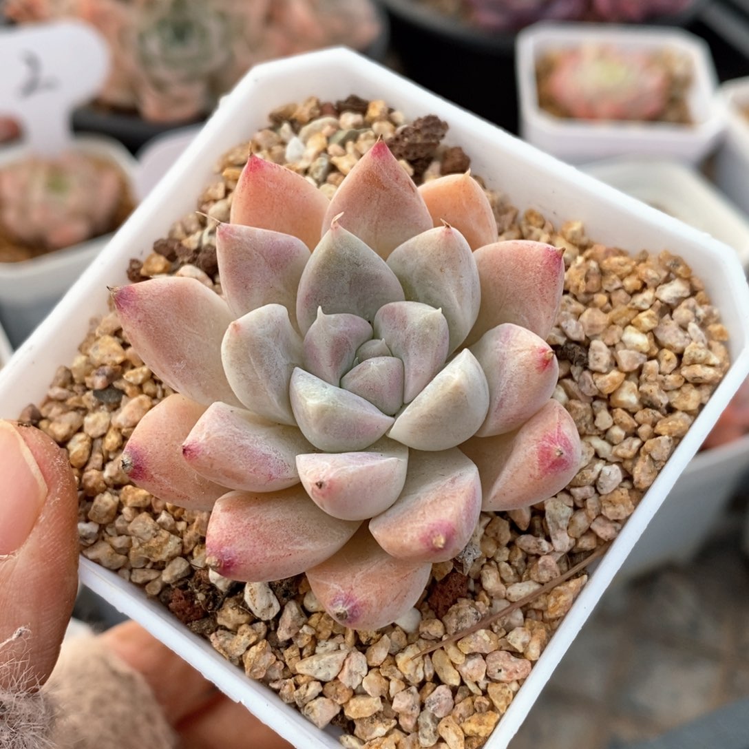 精品多肉一物一拍245