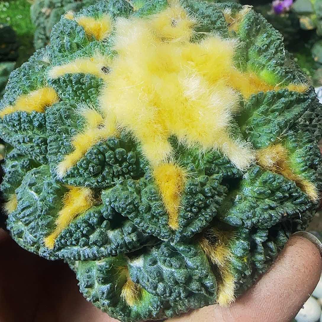 金毛龟甲803仙人球