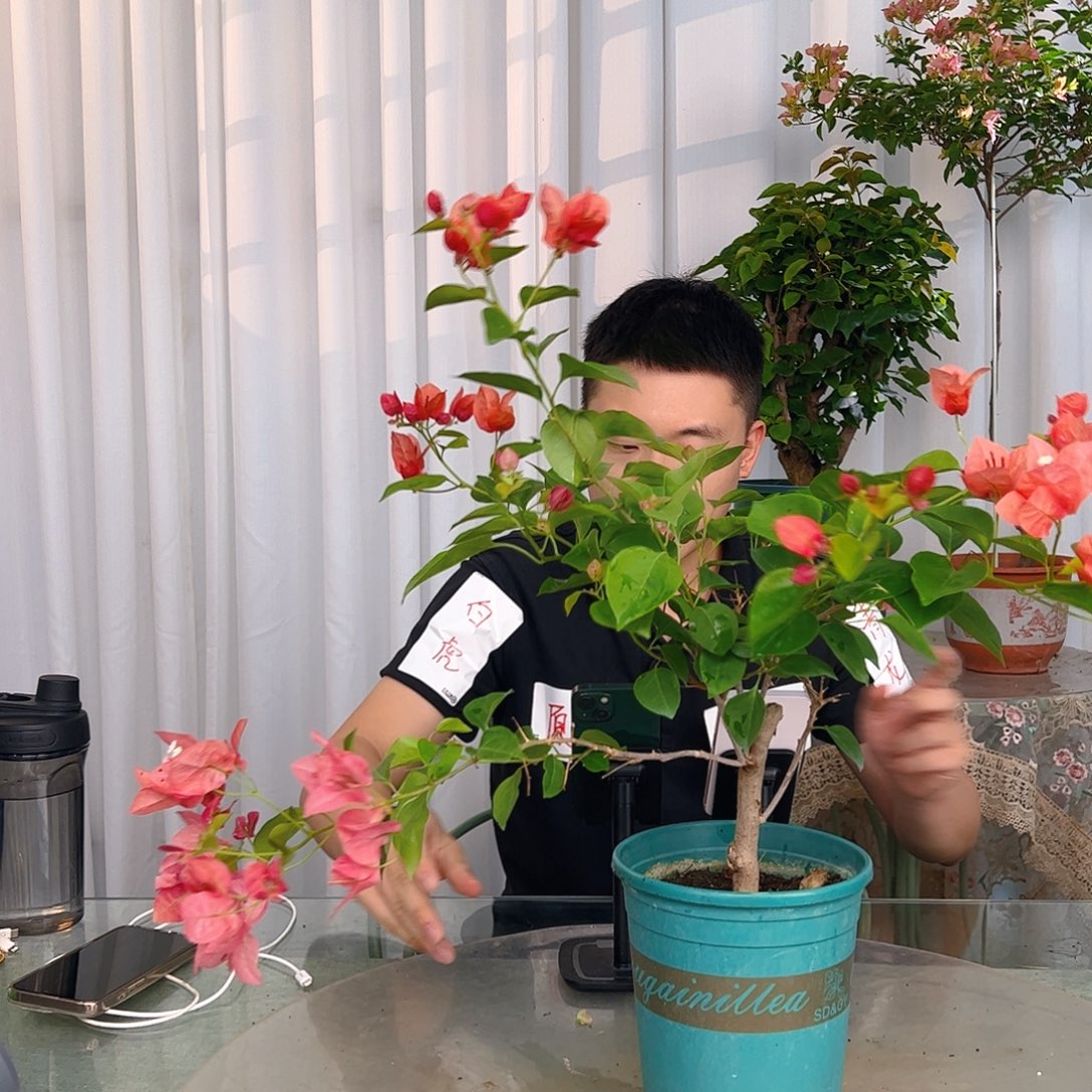 当前无花栽培后可以开花不甜西瓜中一颗