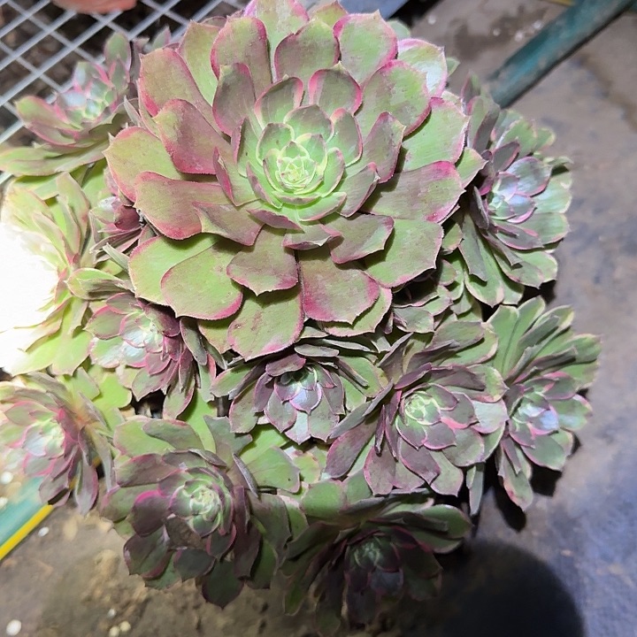 精品粉花妖捧花亏本福利