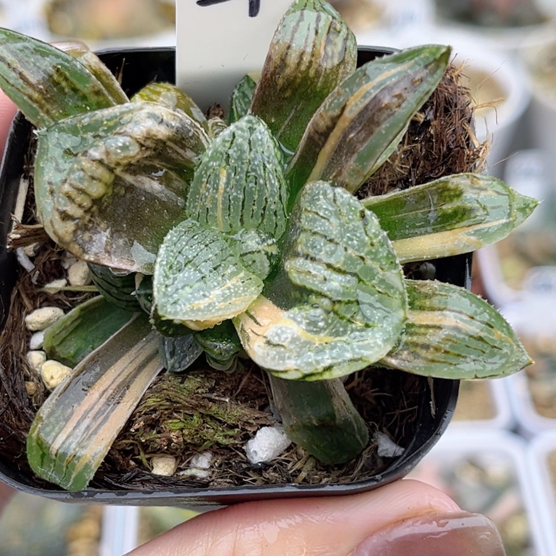 21巨大丸叶白银锦福利专场