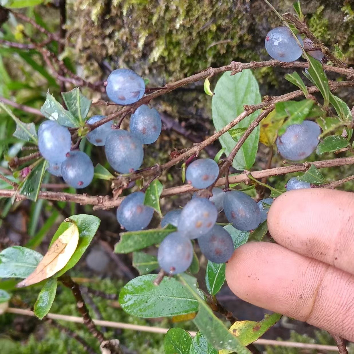 蕊帽忍冬一物一拍  喜水好养  