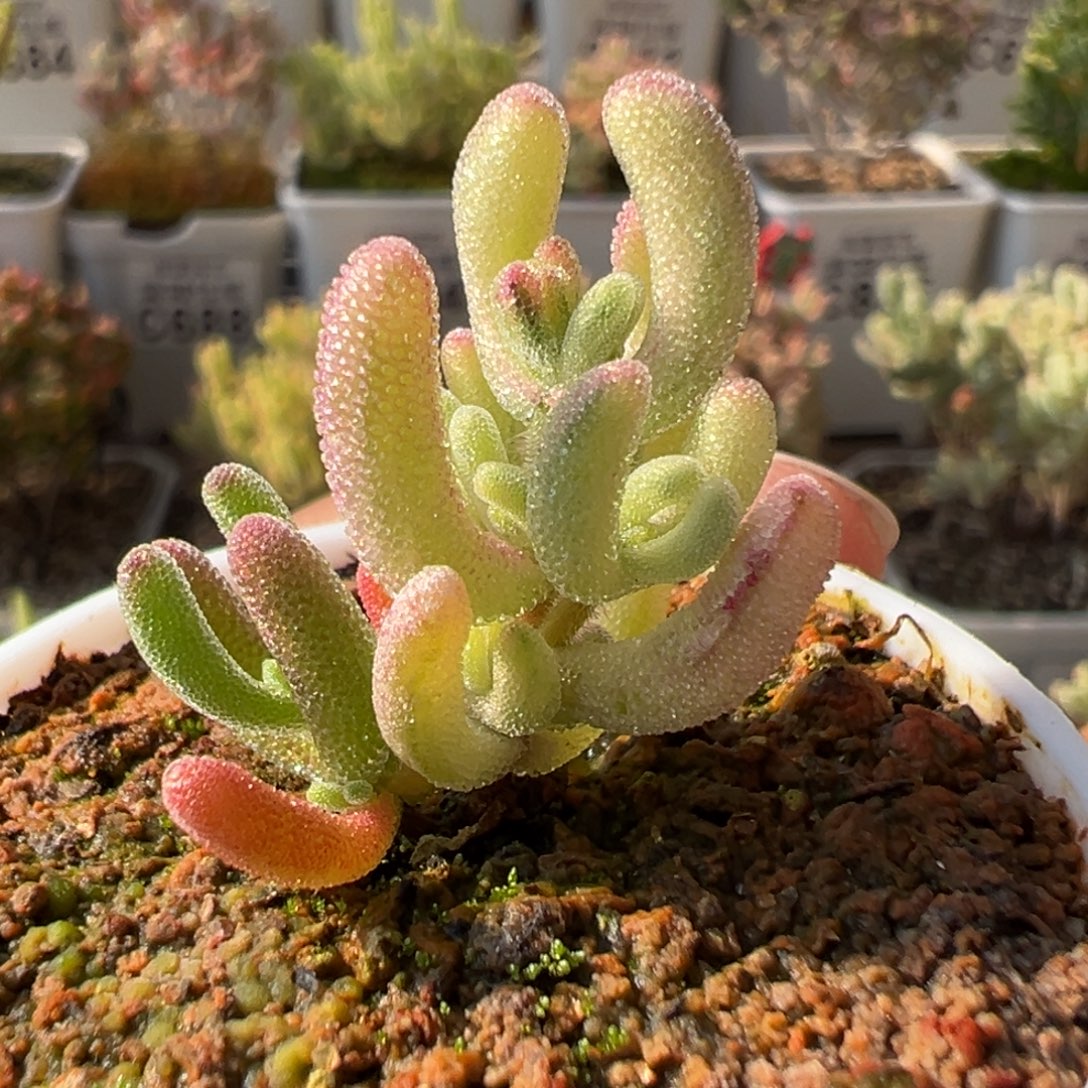 2-867孤品紫闪光阴阳锦五圆盆枝干番杏