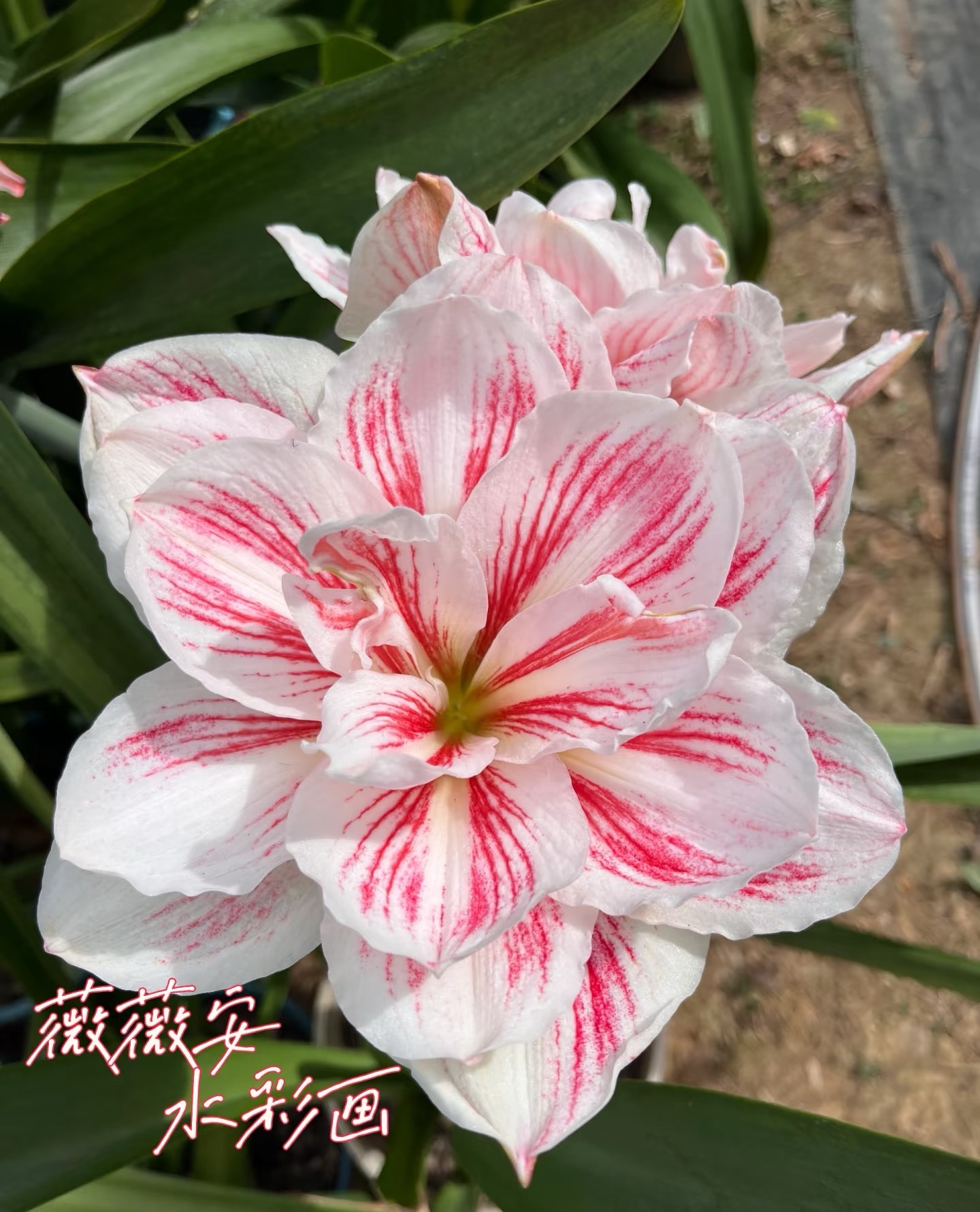 天天朱顶红/水彩画荷兰进口朱顶红种球多年生花卉懒人花