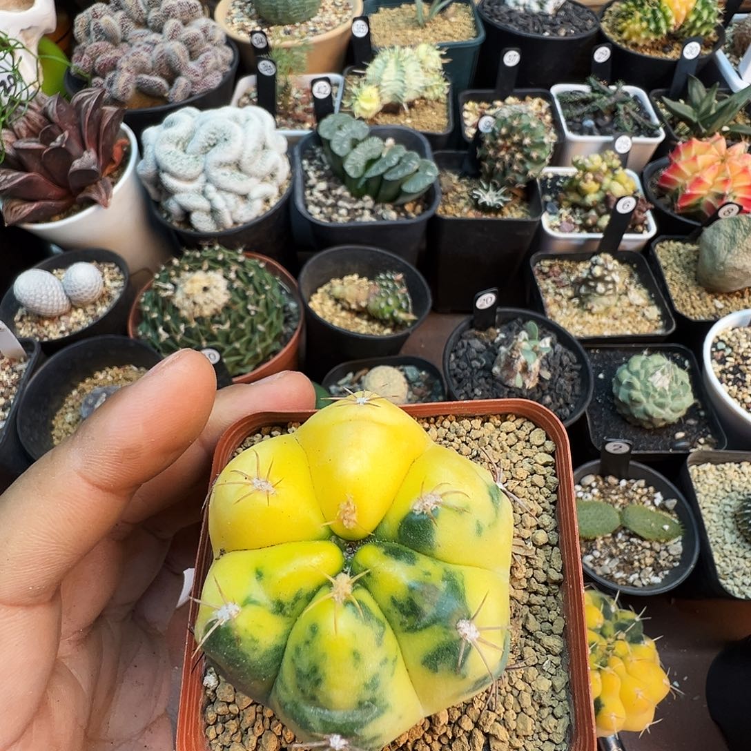 默***海王锦脱土发货不带盆