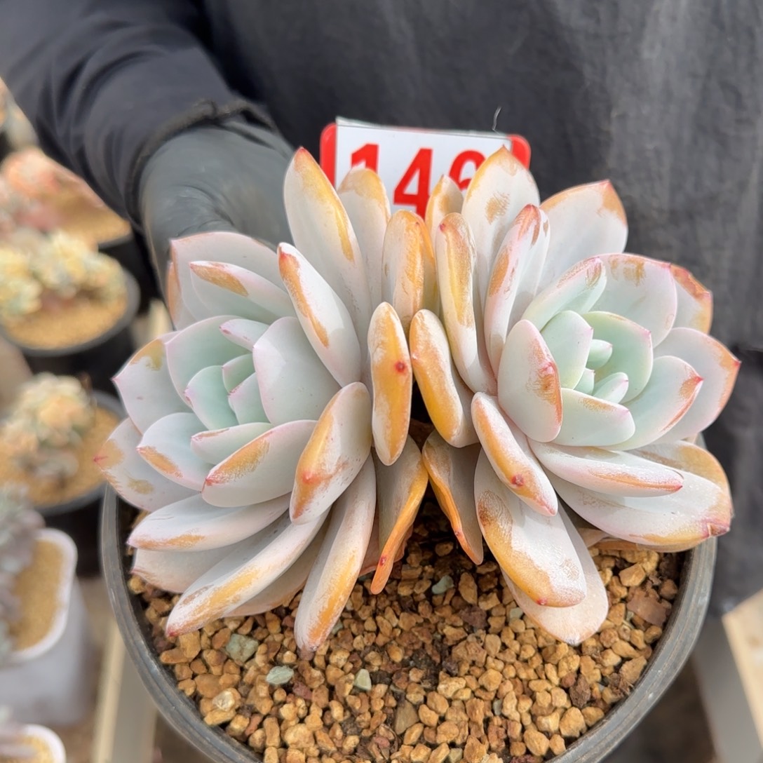 H***～146。        奶茶双头有瑕福利肉