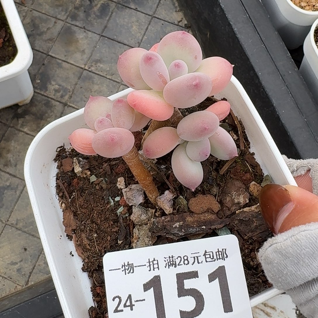 苹果奶无盆土发货无