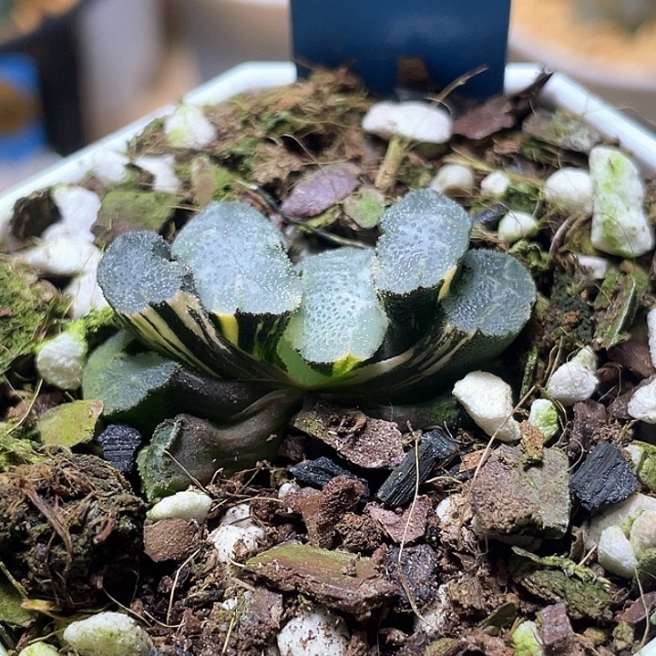 582虞姬玉扇锦特选福利