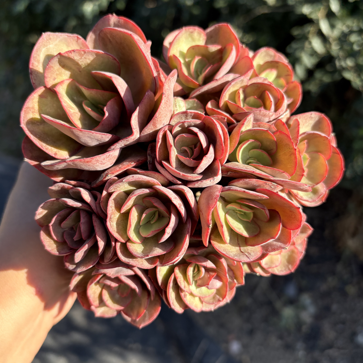 秀妍多肉整群11㎝盆 只发新疆一单包邮