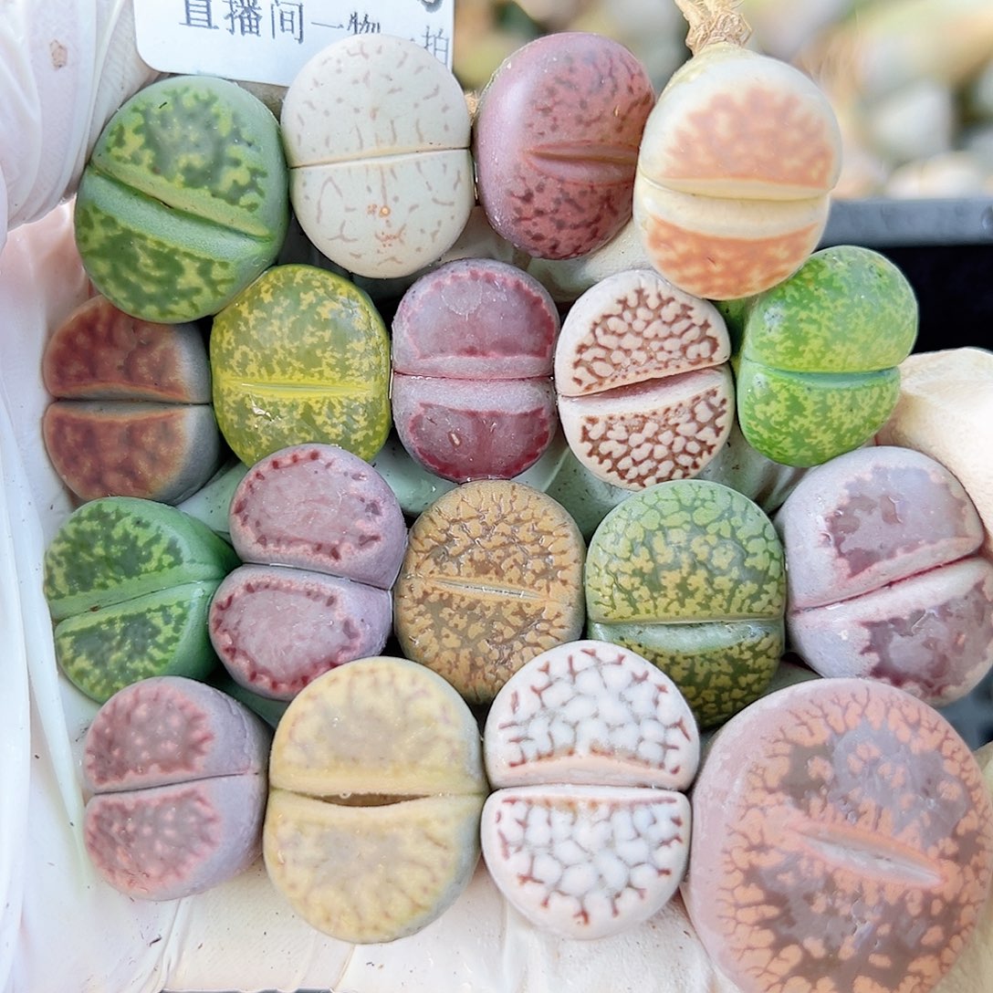 8784 好养易活生石花大母本18个