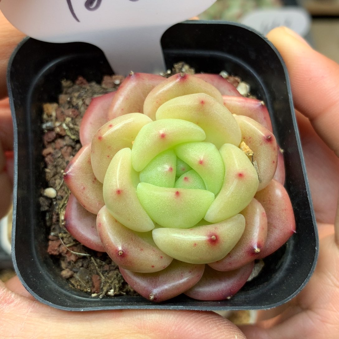 宽叶珍妮单头188