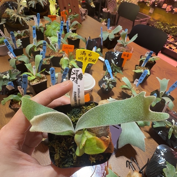 无花朵鹿野直播间竞拍月光