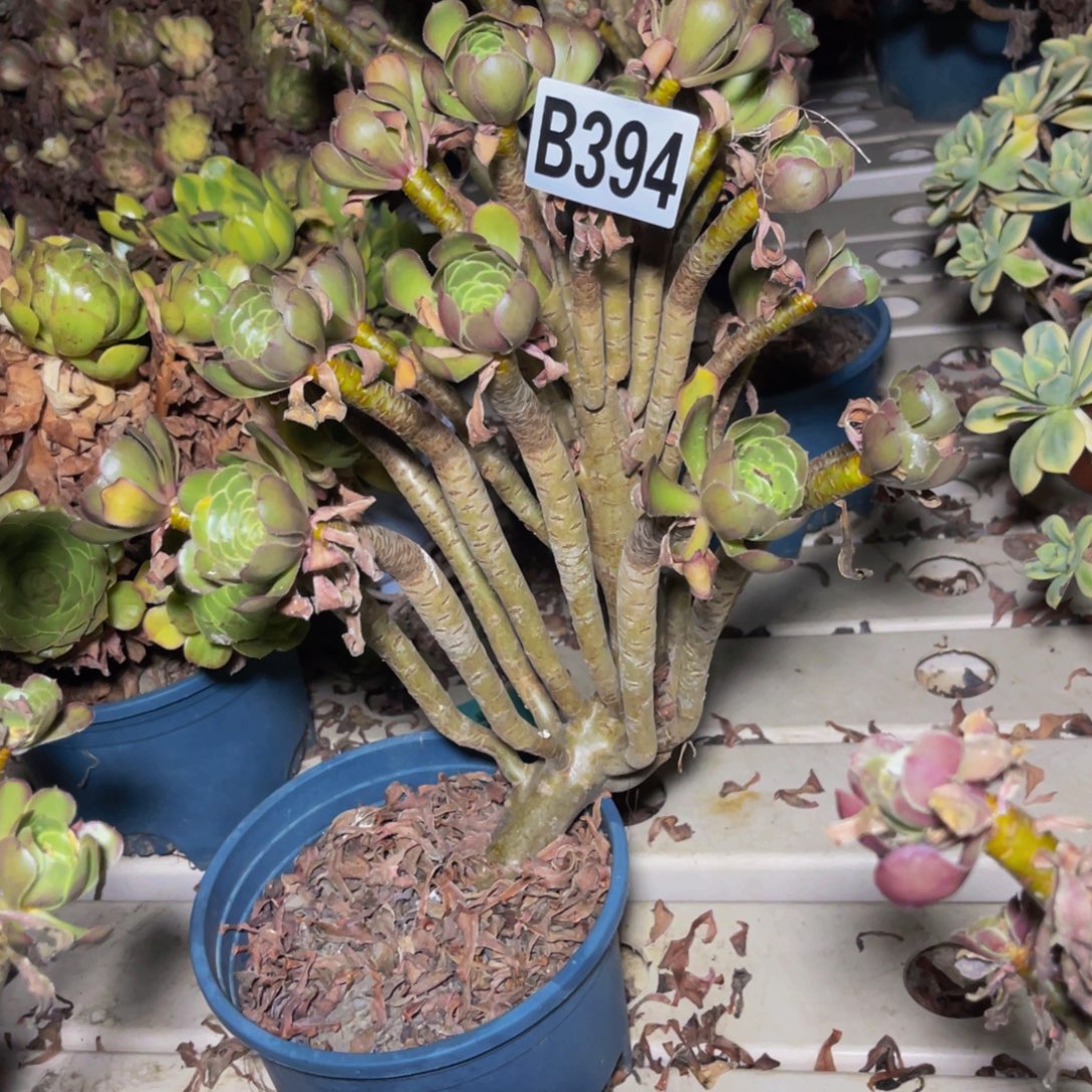 灰豆豆7//20包邮法师