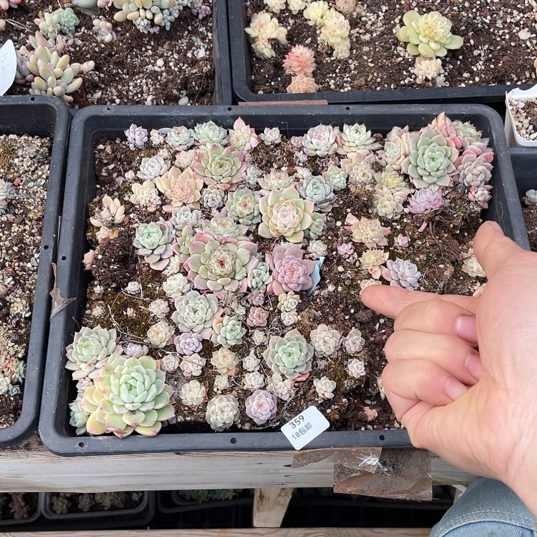 不***…359。  定。切盒发货。              