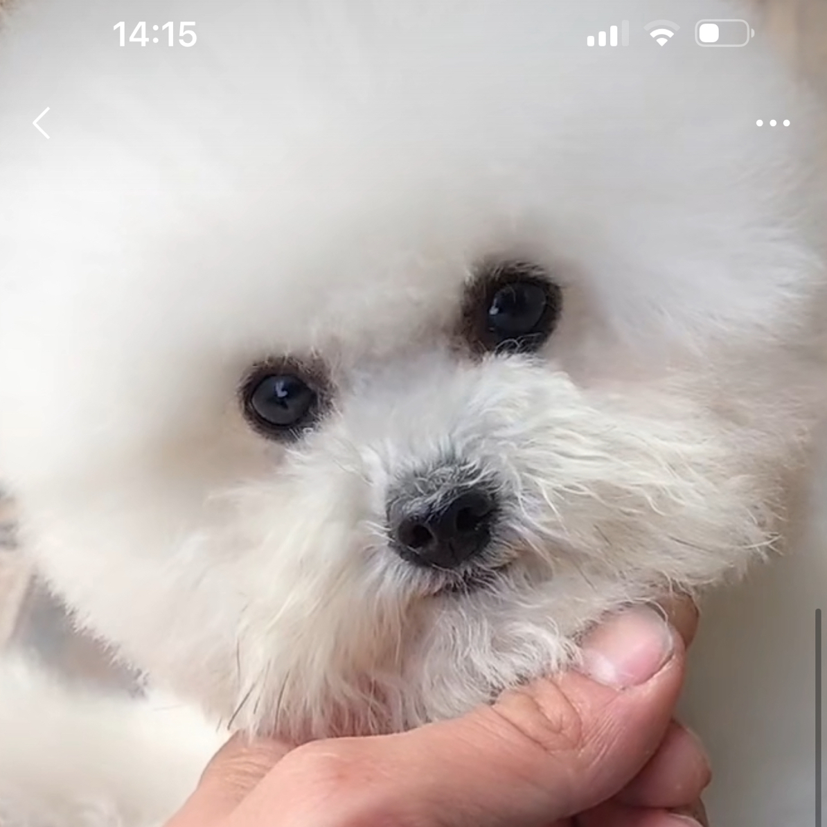 比熊，小体比熊，超小体比熊，精品比熊