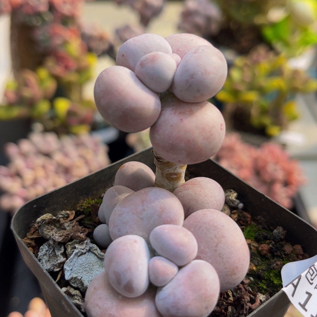 196/5cm芭比奶酪多肉植物