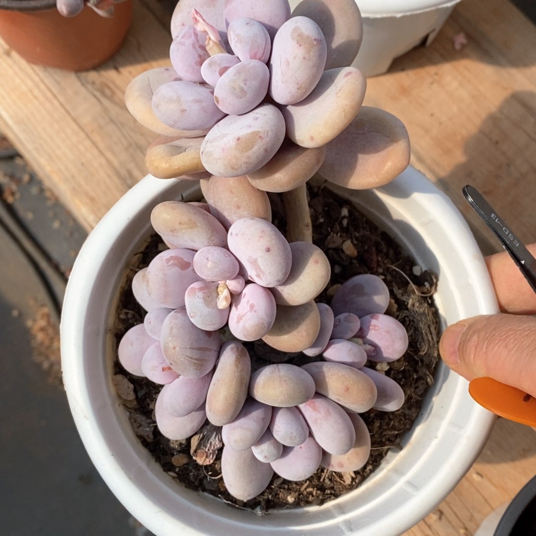 精品多肉一物一拍不包整74