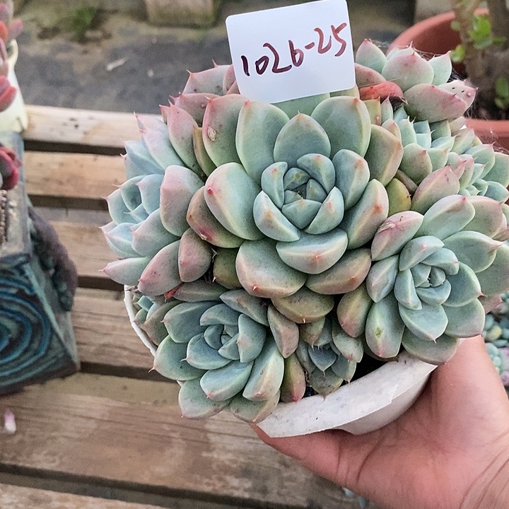 肉***女多肉植物阿尔巴佳人1026-25