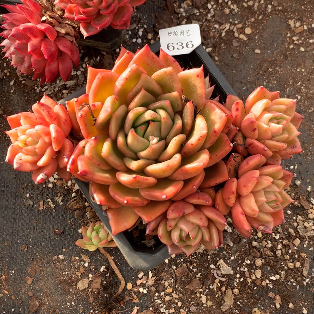 636新年快乐发发发