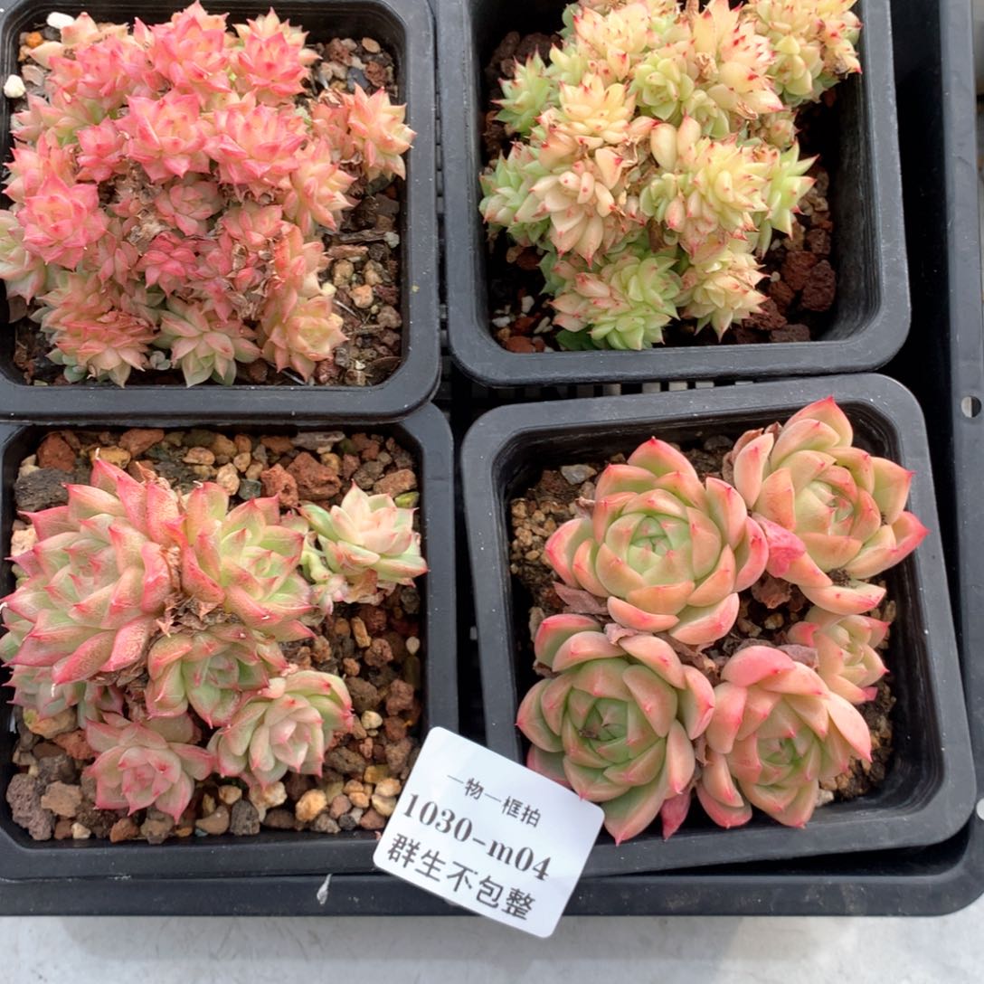 4颗组合。 1030-m4