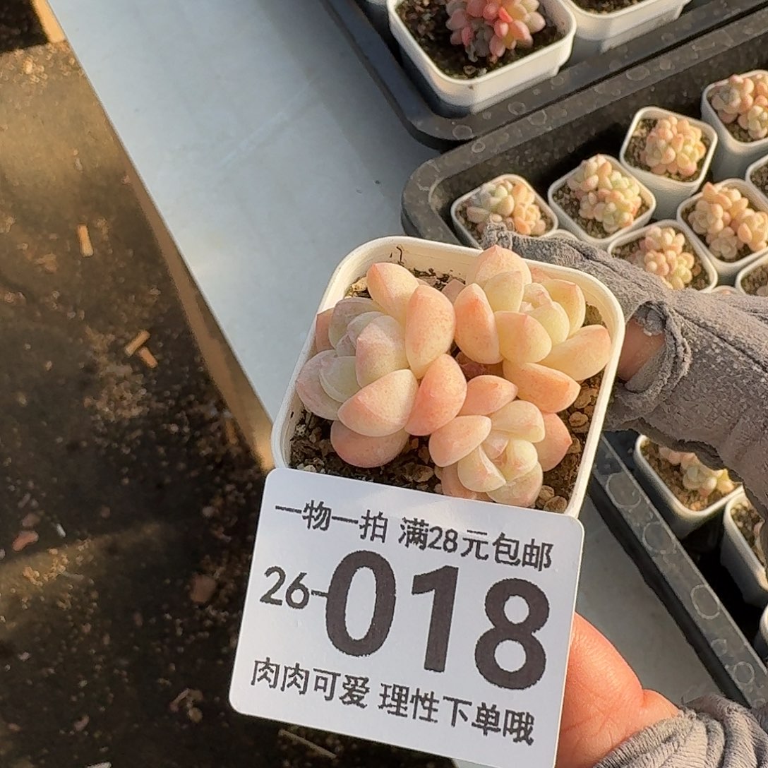 冰玉无盆土发货无