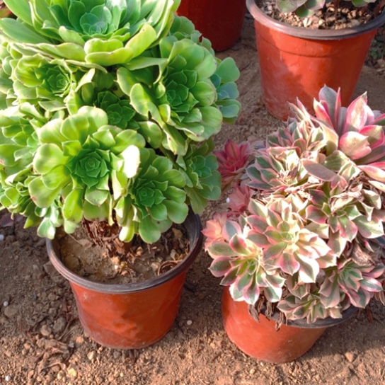 无花朵819组合2棵