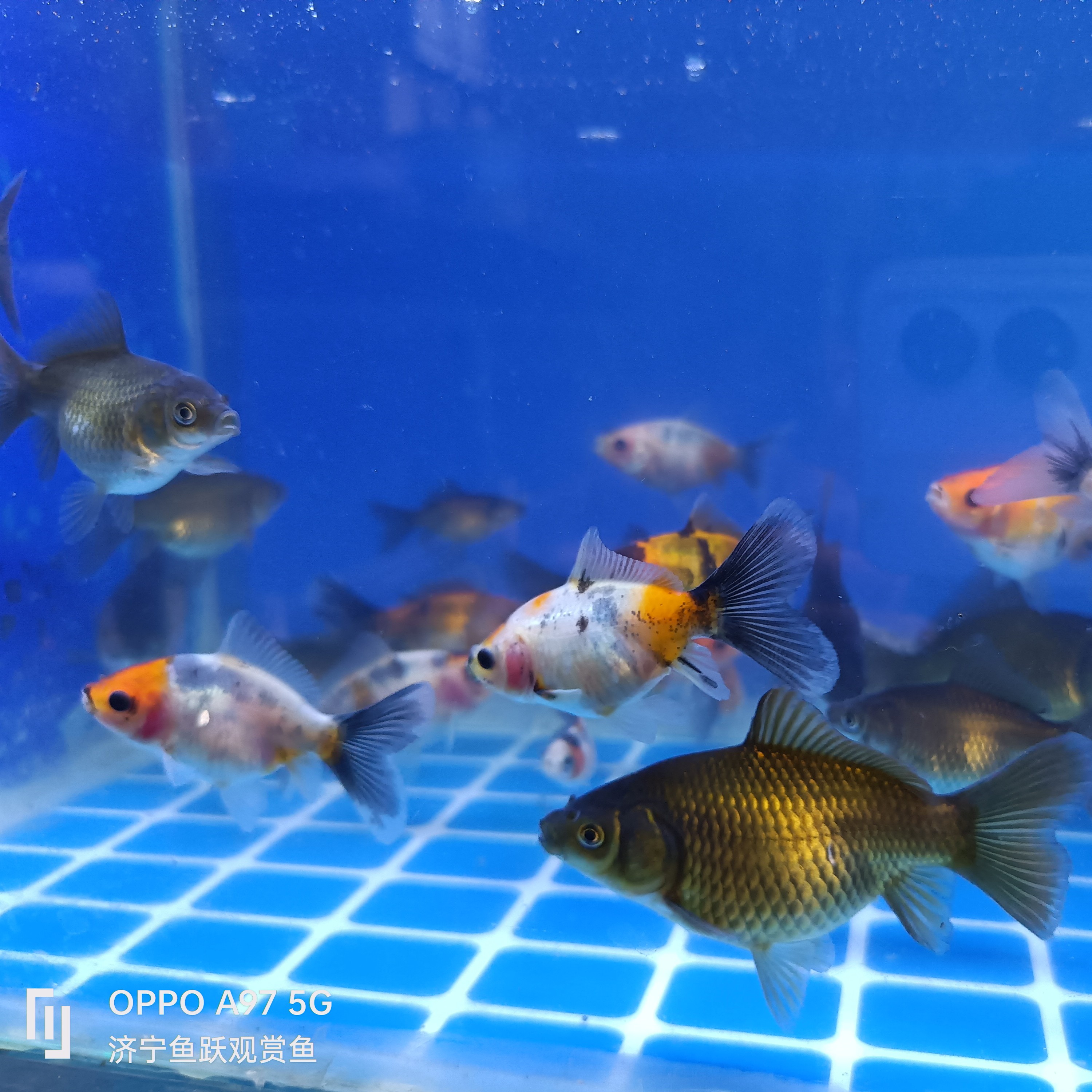 布里斯托观赏鱼草金鱼好养好活适合家庭养殖