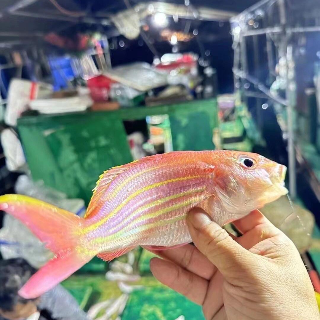 湛江野生金丝鱼 天然金线鱼 正红杉鱼 顺丰发货