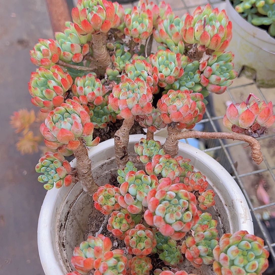 蓝苹果多头大盆群老桩精品