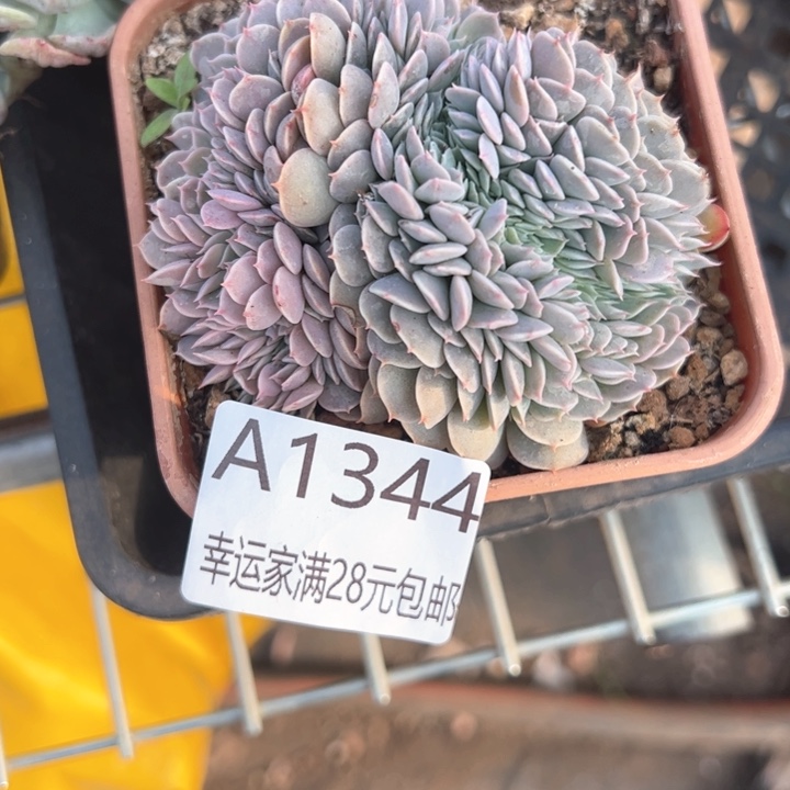 幸运的是我的朋友们