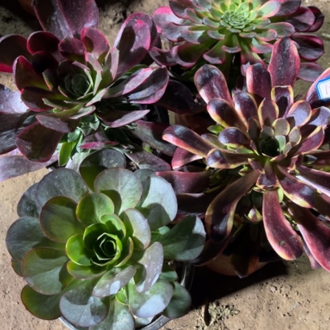 189多肉植物组合