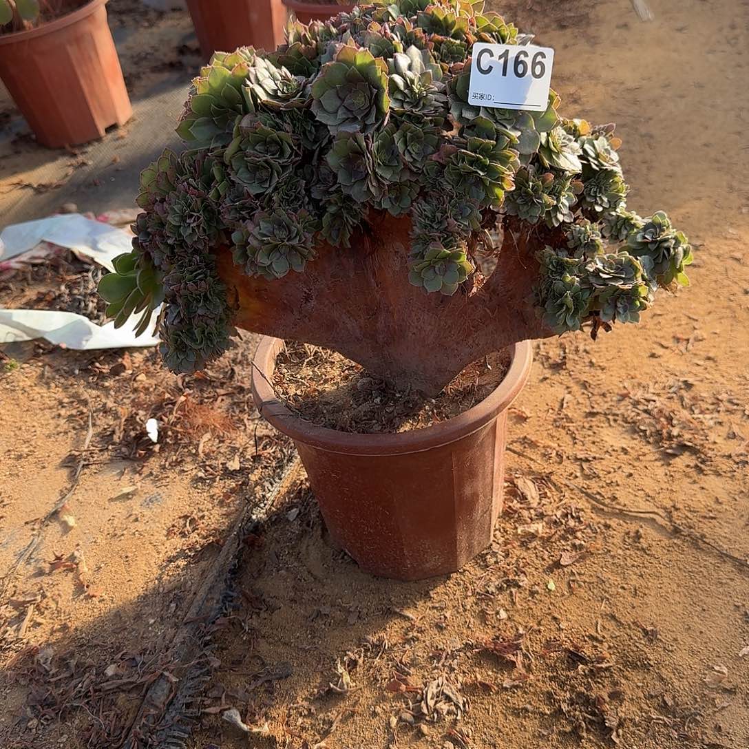 166万缀一颗呀呀呀