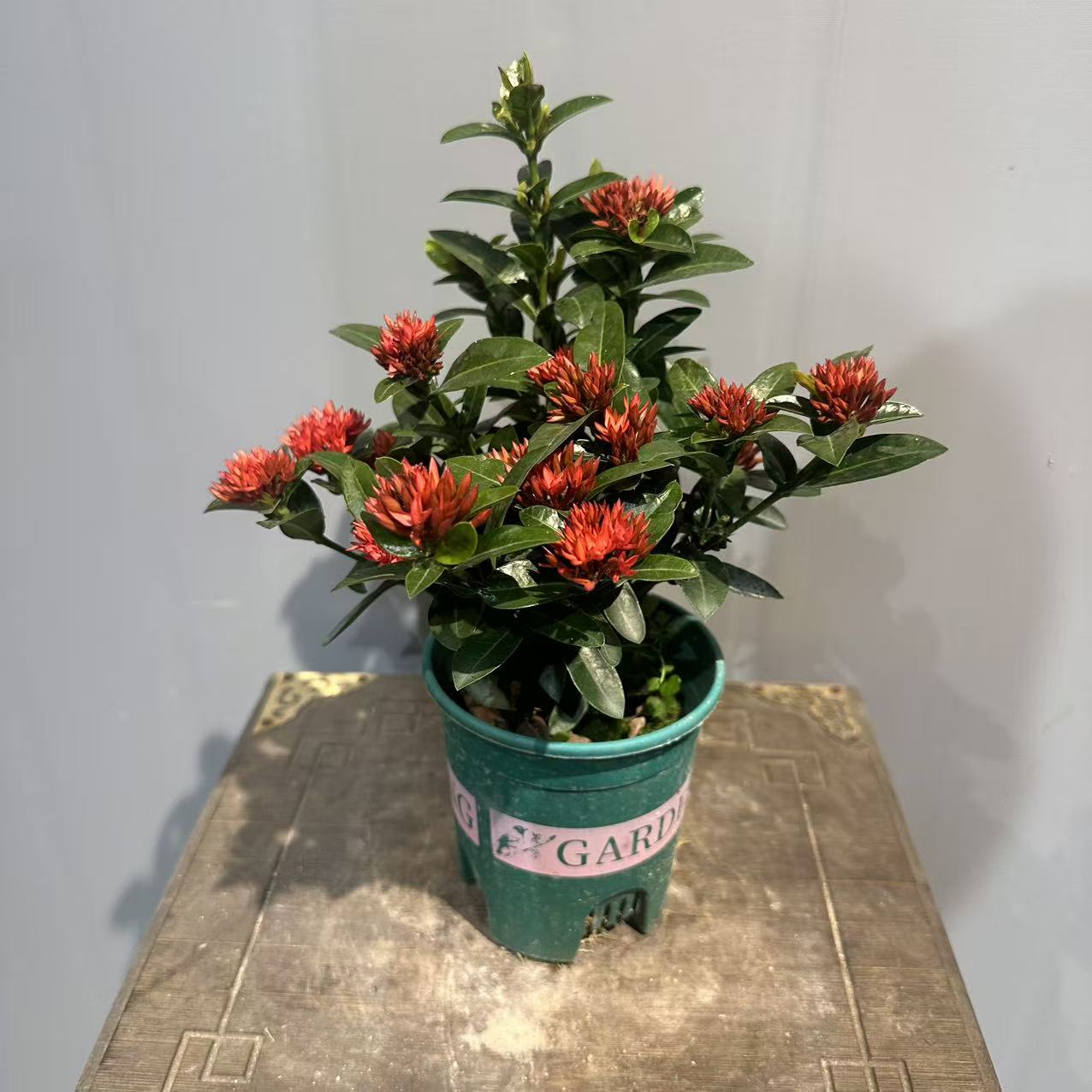 带花苞龙船花盆栽四季开花适合庭院阳台的花卉植物