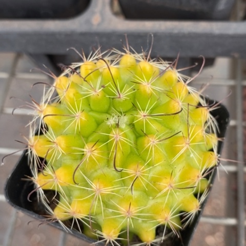 红娜丸单头5仙人球