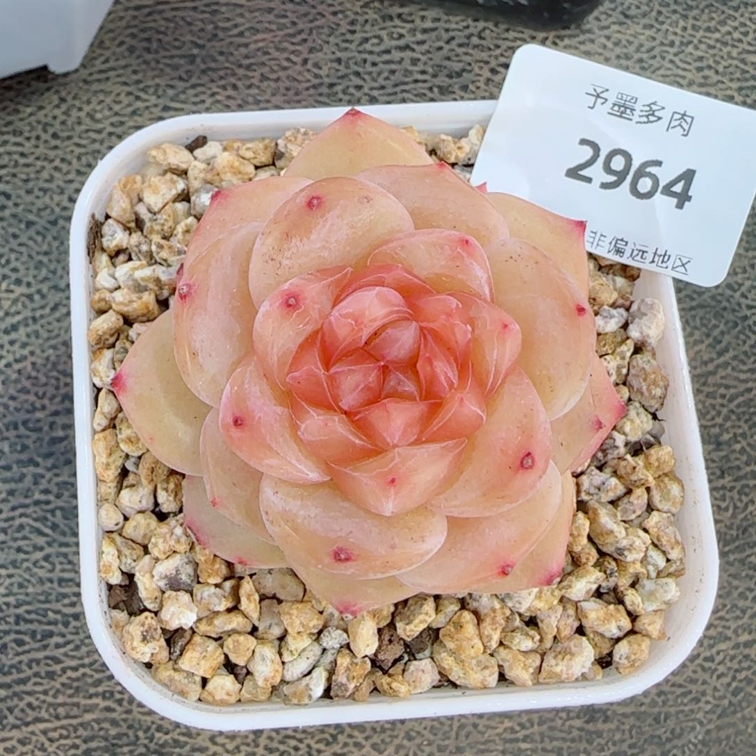 橘糖，2964多肉植物