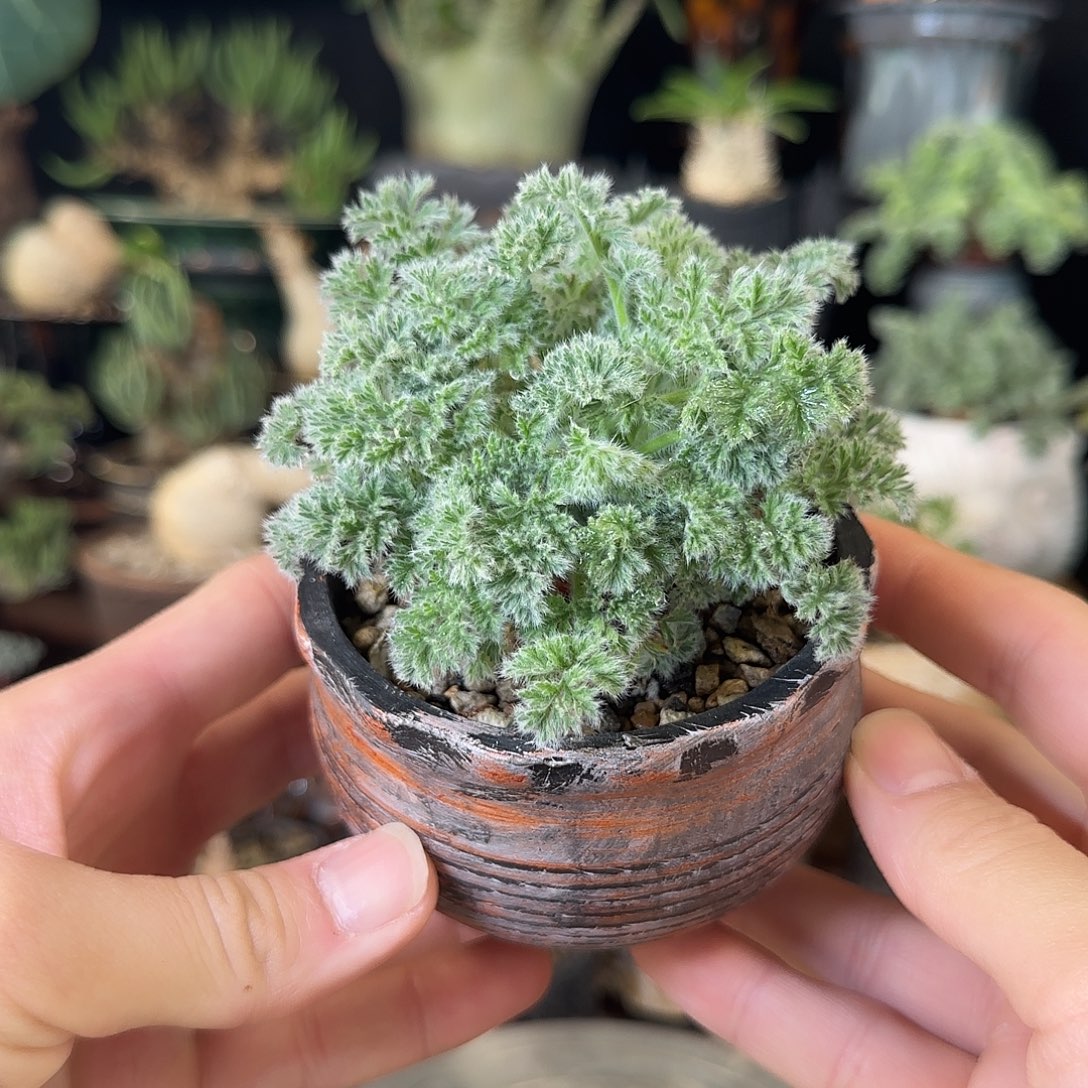 一物一拍羽叶洋葵10