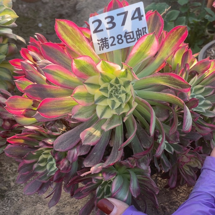 2374二号棚天和多肉植物B