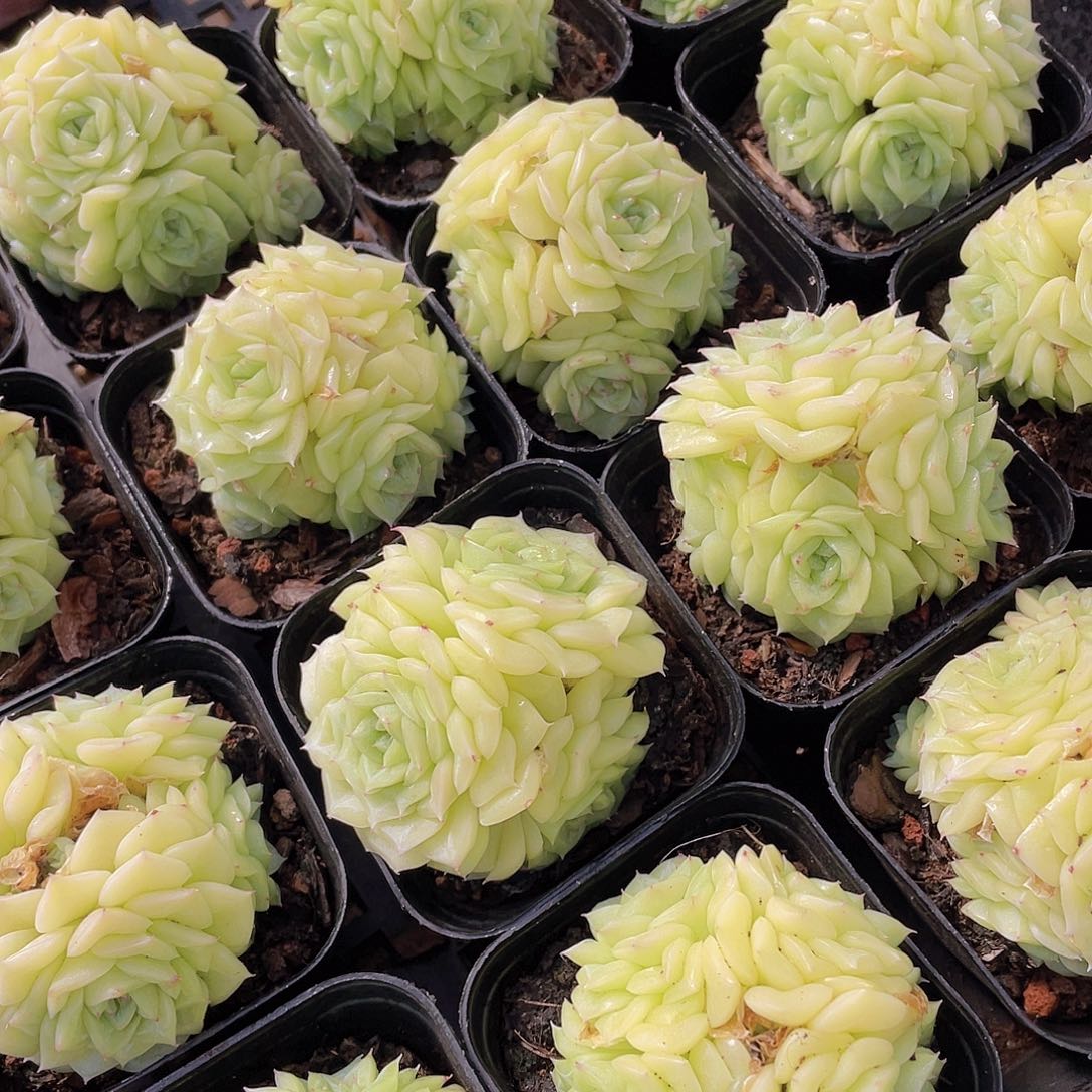 量拍142号 白天鹅麦秆群生一个